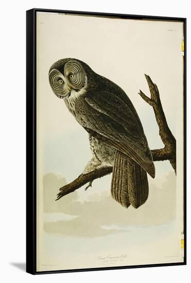 Great Cinereous Owl, from 'The Birds of America'-John James Audubon-Framed Stretched Canvas