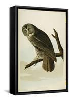 Great Cinereous Owl, from 'The Birds of America'-John James Audubon-Framed Stretched Canvas