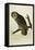 Great Cinereous Owl, from 'The Birds of America'-John James Audubon-Framed Stretched Canvas