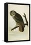 Great Cinereous Owl, from 'The Birds of America'-John James Audubon-Framed Stretched Canvas