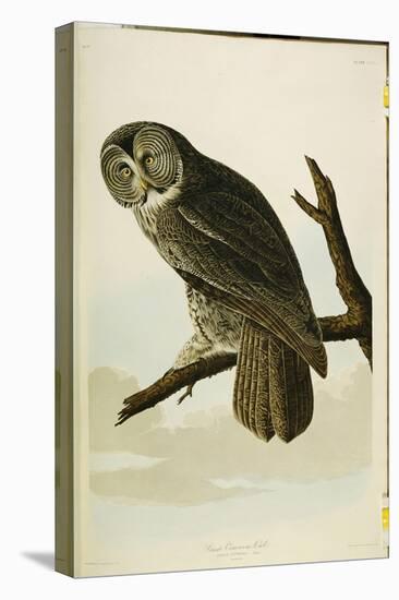 Great Cinereous Owl, from 'The Birds of America'-John James Audubon-Stretched Canvas