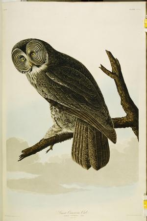 https://imgc.allpostersimages.com/img/posters/great-cinereous-owl-from-the-birds-of-america_u-L-Q1HFFV40.jpg?artPerspective=n