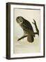 Great Cinereous Owl, from 'The Birds of America'-John James Audubon-Framed Giclee Print