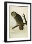 Great Cinereous Owl, from 'The Birds of America'-John James Audubon-Framed Giclee Print