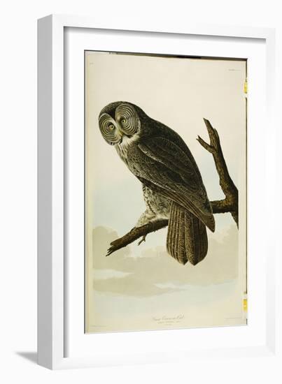 Great Cinereous Owl, from 'The Birds of America'-John James Audubon-Framed Giclee Print