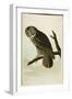 Great Cinereous Owl, from 'The Birds of America'-John James Audubon-Framed Giclee Print