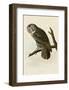 Great Cinereous Owl-John James Audubon-Framed Art Print