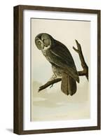 Great Cinereous Owl-John James Audubon-Framed Giclee Print