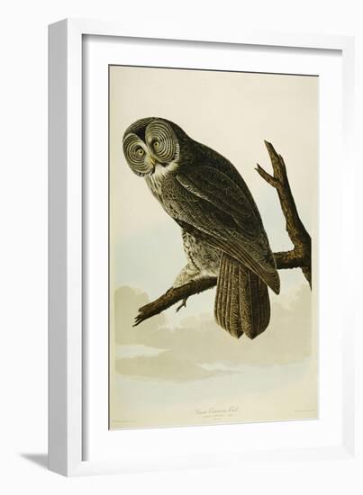 Great Cinereous Owl-John James Audubon-Framed Giclee Print