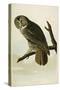 Great Cinereous Owl-John James Audubon-Stretched Canvas