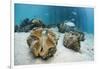 Great Clams-Reinhard Dirscherl-Framed Photographic Print