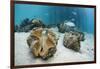 Great Clams-Reinhard Dirscherl-Framed Photographic Print