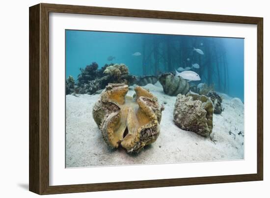 Great Clams-Reinhard Dirscherl-Framed Photographic Print