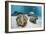 Great Clams-Reinhard Dirscherl-Framed Photographic Print