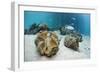 Great Clams-Reinhard Dirscherl-Framed Photographic Print