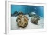 Great Clams-Reinhard Dirscherl-Framed Photographic Print