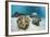 Great Clams-Reinhard Dirscherl-Framed Photographic Print