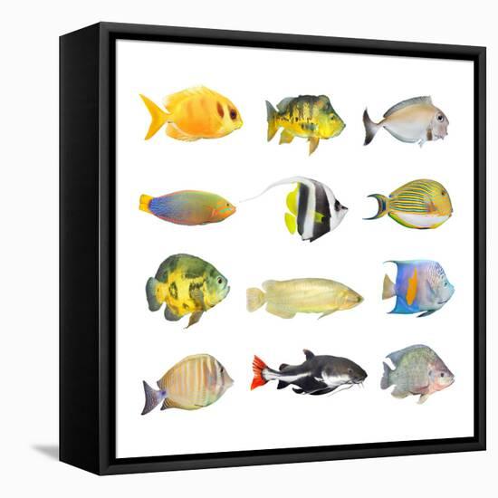 Great Collection of a Tropical Fish on a White Background.-Kletr-Framed Stretched Canvas