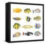 Great Collection of a Tropical Fish on a White Background.-Kletr-Framed Stretched Canvas
