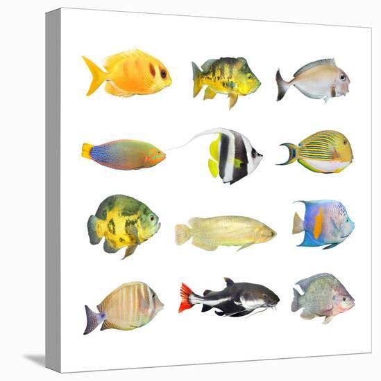 Great Collection of a Tropical Fish on a White Background.-Kletr-Stretched Canvas
