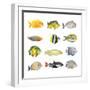 Great Collection of a Tropical Fish on a White Background.-Kletr-Framed Premium Photographic Print