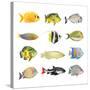 Great Collection of a Tropical Fish on a White Background.-Kletr-Stretched Canvas