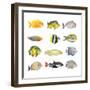 Great Collection of a Tropical Fish on a White Background.-Kletr-Framed Photographic Print