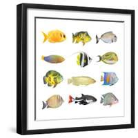 Great Collection of a Tropical Fish on a White Background.-Kletr-Framed Photographic Print