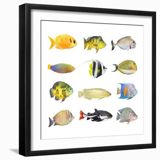 Great Collection of a Tropical Fish on a White Background.-Kletr-Framed Photographic Print