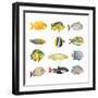 Great Collection of a Tropical Fish on a White Background.-Kletr-Framed Photographic Print