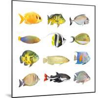 Great Collection of a Tropical Fish on a White Background.-Kletr-Mounted Photographic Print
