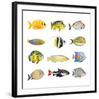 Great Collection of a Tropical Fish on a White Background.-Kletr-Framed Photographic Print