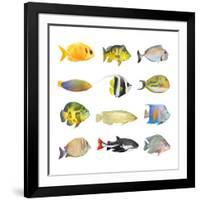 Great Collection of a Tropical Fish on a White Background.-Kletr-Framed Photographic Print