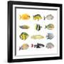 Great Collection of a Tropical Fish on a White Background.-Kletr-Framed Photographic Print