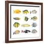 Great Collection of a Tropical Fish on a White Background.-Kletr-Framed Photographic Print