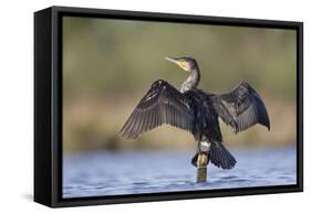 Great Cormorant Female with Wings Outstretched to Dry-null-Framed Stretched Canvas