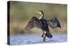Great Cormorant Female with Wings Outstretched to Dry-null-Stretched Canvas