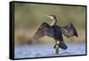 Great Cormorant Female with Wings Outstretched to Dry-null-Framed Stretched Canvas