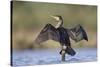 Great Cormorant Female with Wings Outstretched to Dry-null-Stretched Canvas