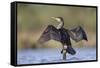 Great Cormorant Female with Wings Outstretched to Dry-null-Framed Stretched Canvas