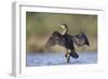 Great Cormorant Female with Wings Outstretched to Dry-null-Framed Photographic Print