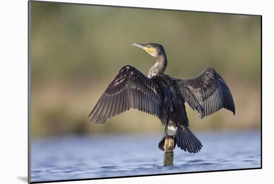 Great Cormorant Female with Wings Outstretched to Dry-null-Mounted Photographic Print