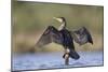Great Cormorant Female with Wings Outstretched to Dry-null-Mounted Photographic Print