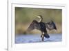 Great Cormorant Female with Wings Outstretched to Dry-null-Framed Photographic Print