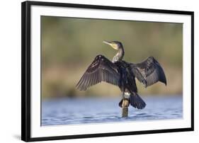 Great Cormorant Female with Wings Outstretched to Dry-null-Framed Photographic Print