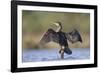 Great Cormorant Female with Wings Outstretched to Dry-null-Framed Photographic Print