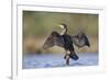 Great Cormorant Female with Wings Outstretched to Dry-null-Framed Photographic Print