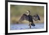 Great Cormorant Female with Wings Outstretched to Dry-null-Framed Photographic Print