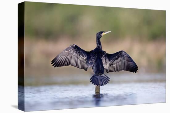 Great Cormorant Male in Breeding Colours Showing-null-Stretched Canvas
