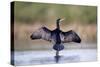 Great Cormorant Male in Breeding Colours Showing-null-Stretched Canvas